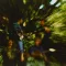 CREEDENCE CLEARWATER REVIVAL: Bayou Country (LP, 180 gr)