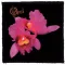 OPETH: Orchid (9,5 cm x 9,5 cm) (felvarró)