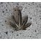 CANNABIS (medál)