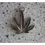 CANNABIS (medál)