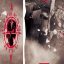 CYPRESS HILL: Cypress Hill (LP)