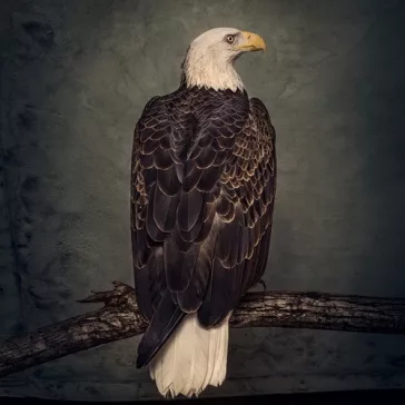CLUTCH: Book Of Bad Descisions (2LP, color, ltd.)