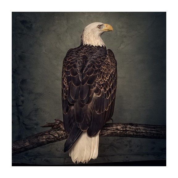 CLUTCH: Book Of Bad Descisions (2LP, color, ltd.) CLUTCH: Book Of Bad Descisions (2LP, color, ltd.)
