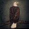 CLUTCH: Book Of Bad Descisions (2LP, color, ltd.)