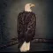 CLUTCH: Book Of Bad Descisions (2LP, color, ltd.)