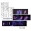 TEN YEARS AFTER: Woodstock 1969 (2LP)